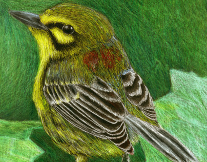 Illustrated National Audubon Society Stamp