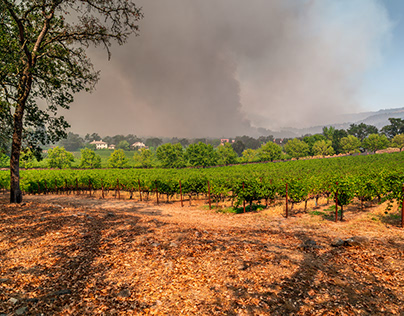 Napa Valley Engulfed in Wildfire