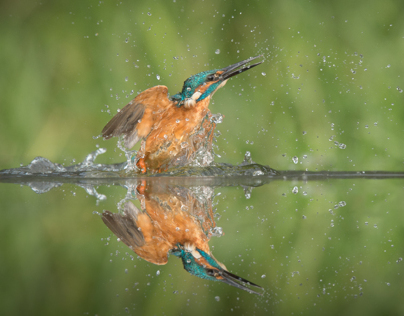 A Day with Diving Kingfishers
