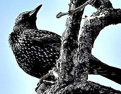 The Starling Tree