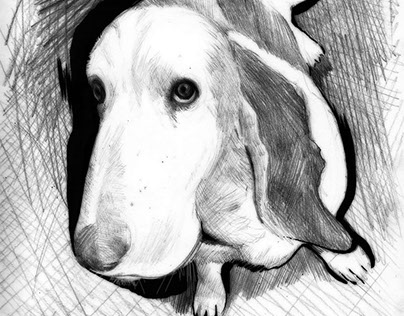 Drawings of Real Life Dogs