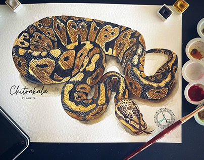 Ball Python. Watercolor Study