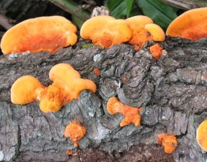 Fungi / Hongos y Líquenes