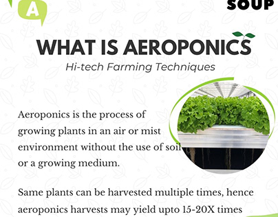 What Is Aeroponics?