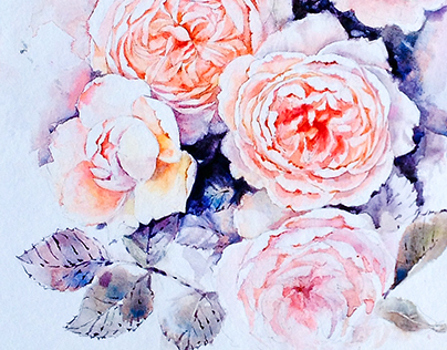 English roses in watercolor