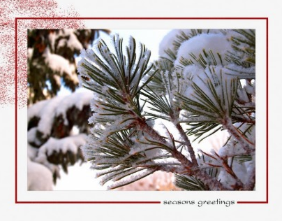Holiday Card - Snowy Spruce