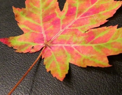 Fall Maple Leaf