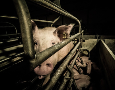 Pigs Intensive Farm