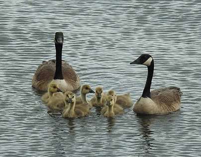Canada Geese Happy Family