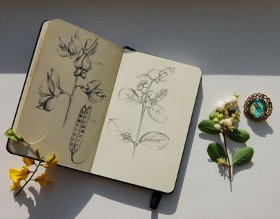 Botanical sketches