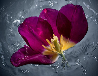 FlowerPower-Splashes