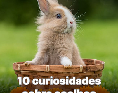 10 curiosidades sobre coelhos