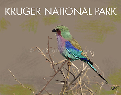 Painting of Lilac breasted roller, Kruger National Park