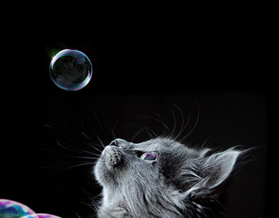 Bubble Kitty