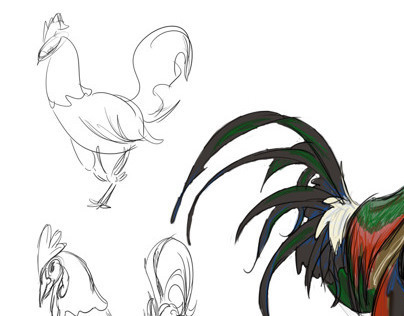 Rooster Sketches