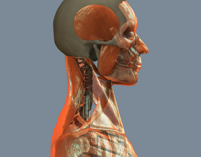 3D Human Anatomy