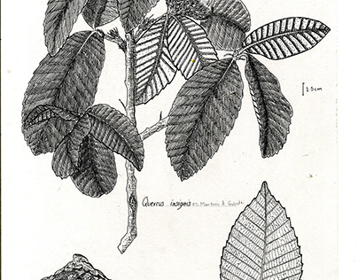 Ilustración Científica - Quercus insignis