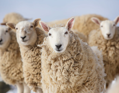 Sheep for All Seasons