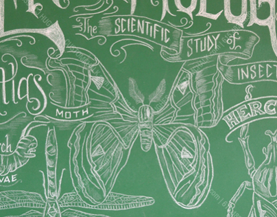 Entomology Chalk Art