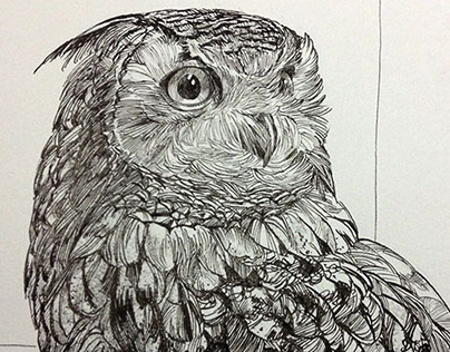 Drawing Bird_3