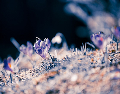 blooming wild flowers crocuses in Carpathian mountains