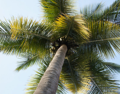 low angle shot - coconut tree