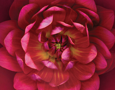 flower scan photography illustration
