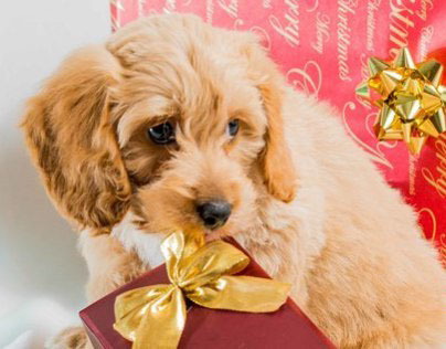 Cute Puppy for Christmas Card 2013