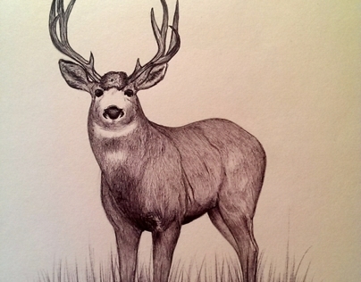 Drawing of a Buck