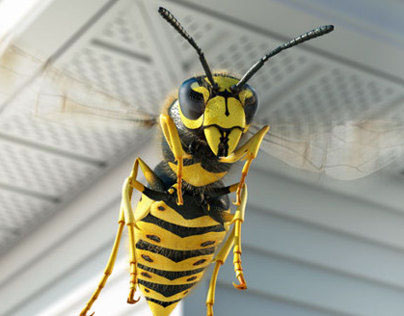 Scotts Wasp