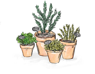 Herbs in Flower Pot Illustration by Jesse Crystal