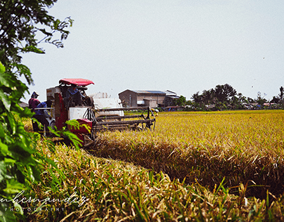 Rice Harvester