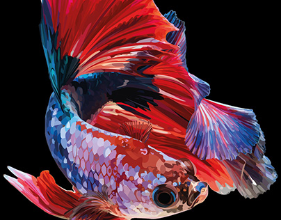 illustration of beta fish