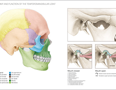 Anatomy and function of the temporomandibular joint