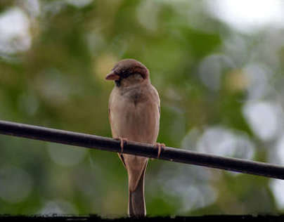 delhi's state bird..... house sparrow
