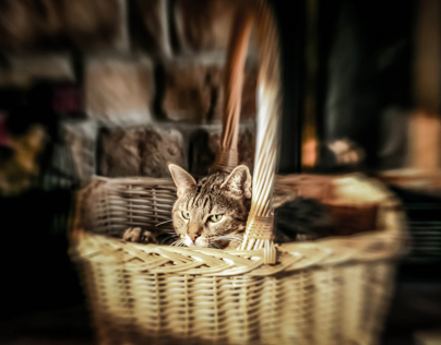 Basket Case Kitty