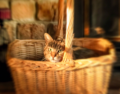 Basket Case Kitty II
