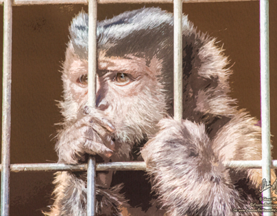Painted Capuchin Monkey Photo