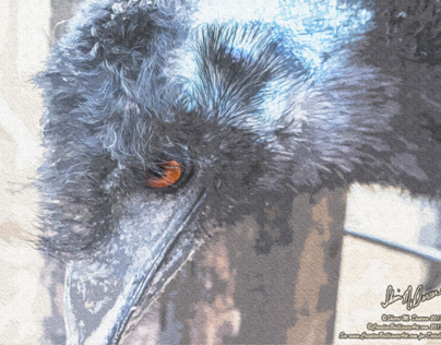 My Painted Emu Photo
