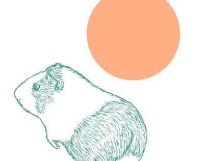 Guinea Pig ilustration