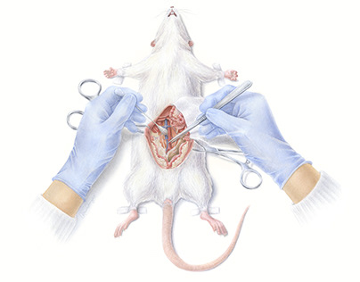 Rat Microsurgery Watercolour