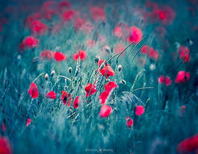 Meadow full of poppies