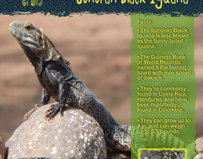 Detroit Zoo Ad assignment: Sonoran Black Iguana