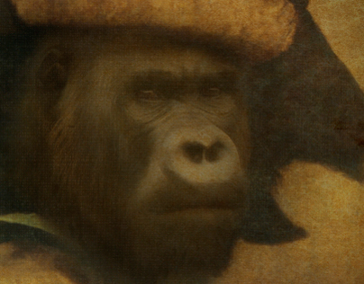 Royal Burglar Gorila Framed Portrait