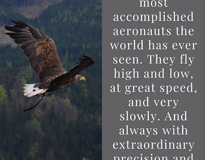 Birds are the most accomplished aeronauts the world