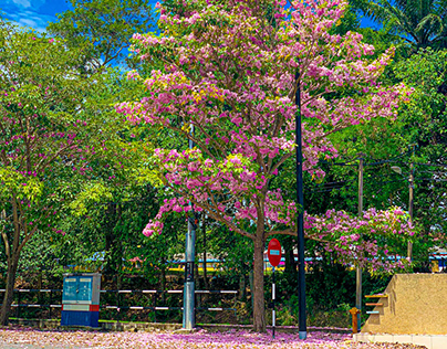 Nature, tree, sakura, pink, blossom