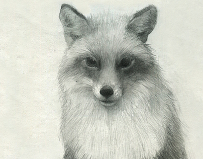 Red Fox Drawing