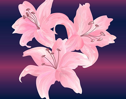 Delicate pink lily flower. Vector illustration