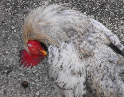 Fowl Cock