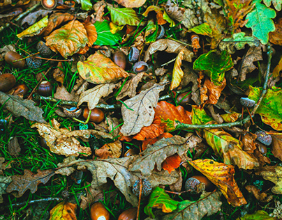 Autumn under Beech and Oak